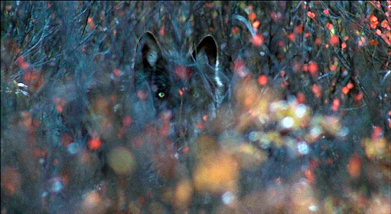 nevercrywolf mod 2 adj br+11 cn+7 ampl2 x895 filtr 2-2