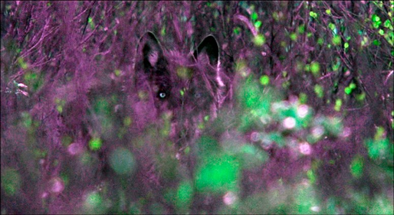 nevercrywolf mod 2 adj t+88 br+11 cn+7 enf x995